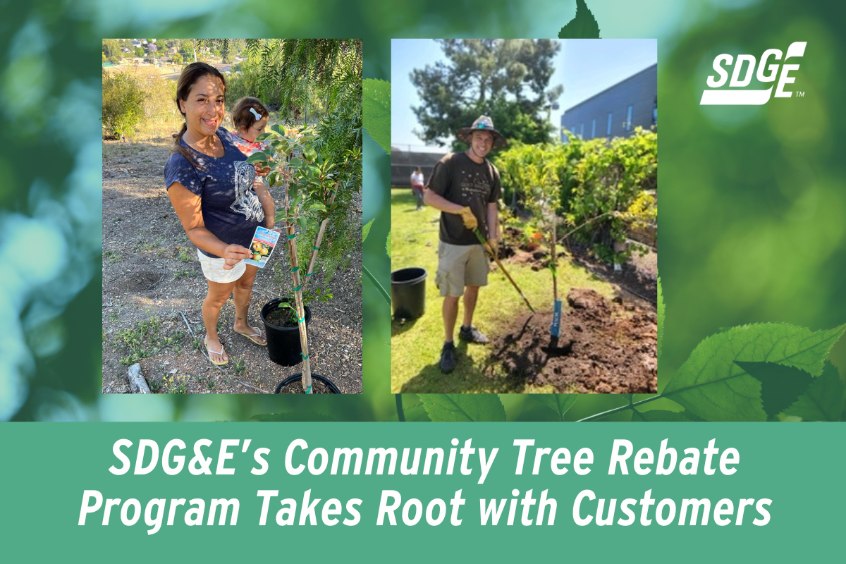 SDG E s Community Tree Rebate Program Takes Root With Customers SDGE 